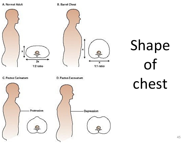 thoracic-cage-43-638